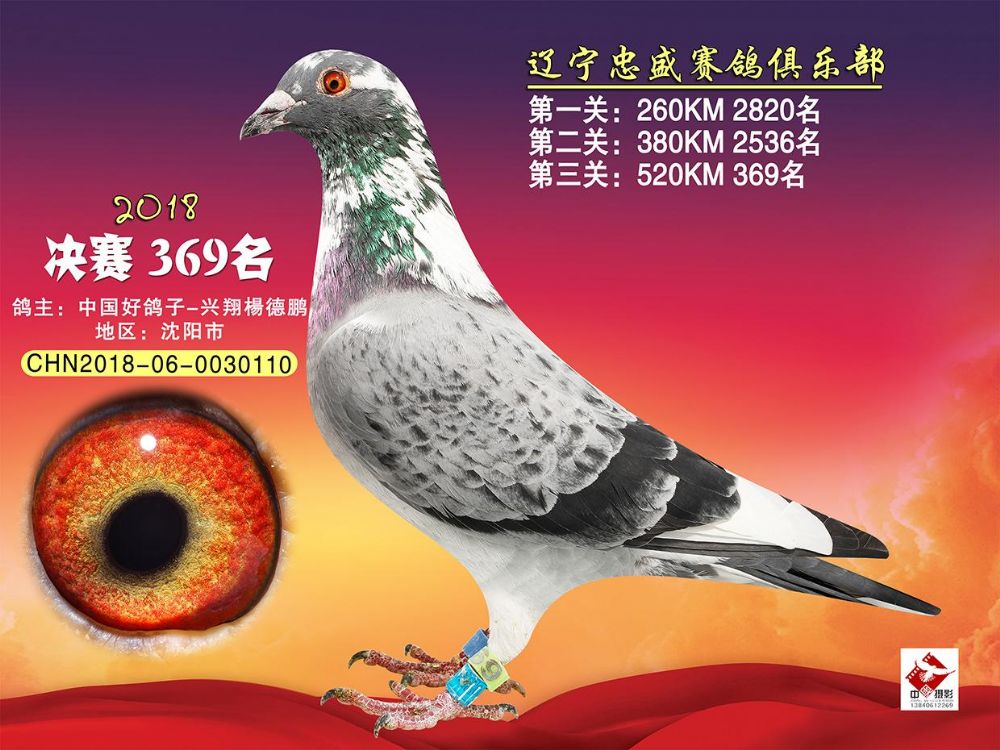 辽宁忠盛赛鸽俱乐部决赛369名