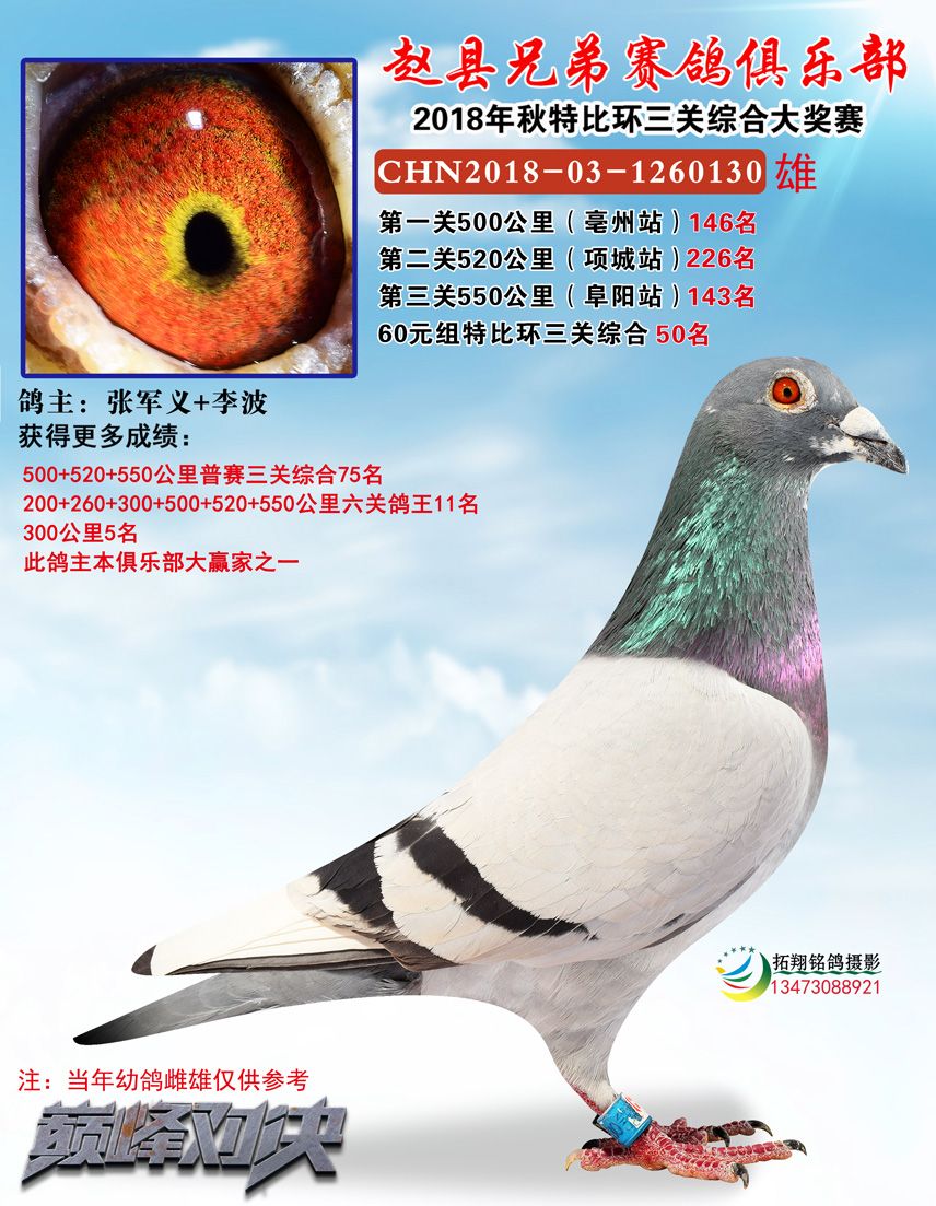 60特比50名_赵县兄弟赛鸽俱乐部_ ag188.com爱鸽商城_中国信鸽信息网