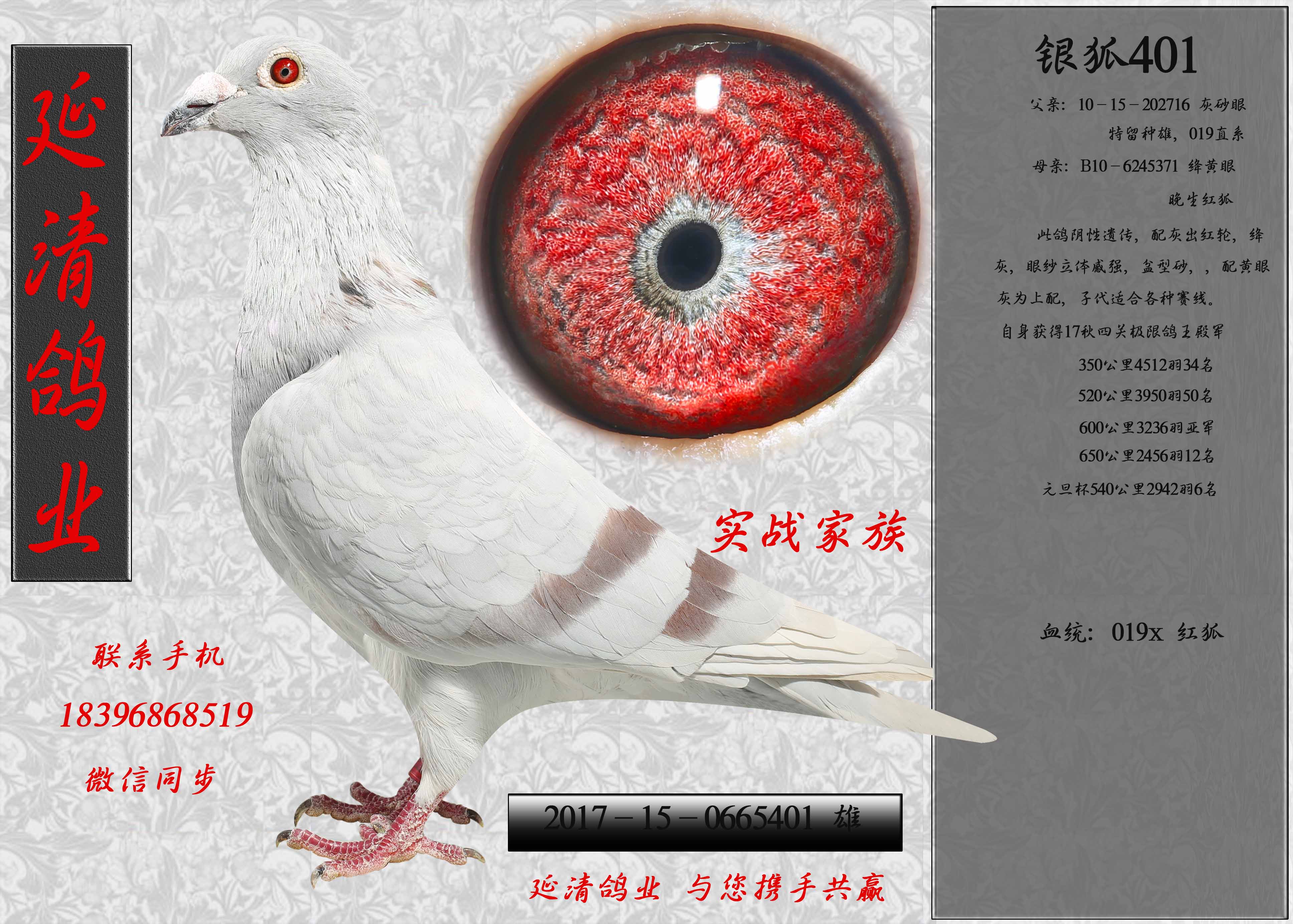 鸽舍拆迁,低价处理种鸽