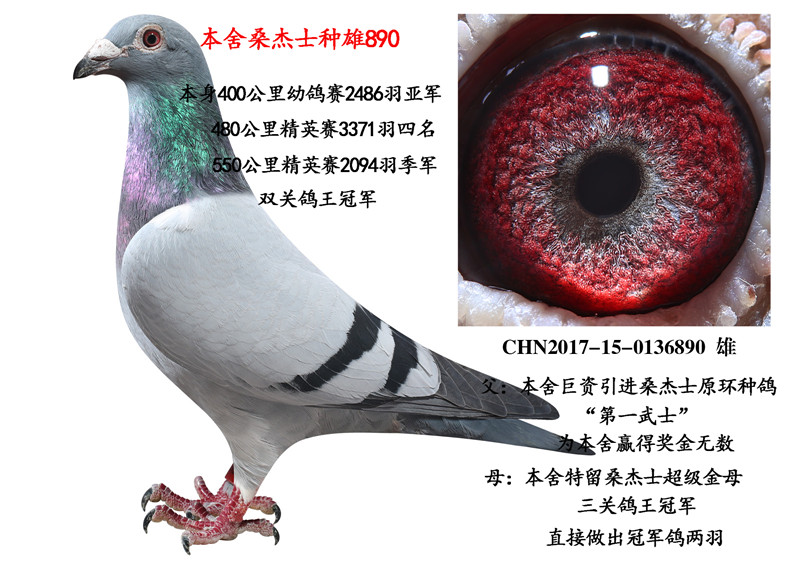 桑杰士种雄890_乐鲲赛鸽育种中心_ ag188.com爱鸽商城_中国信鸽信息网