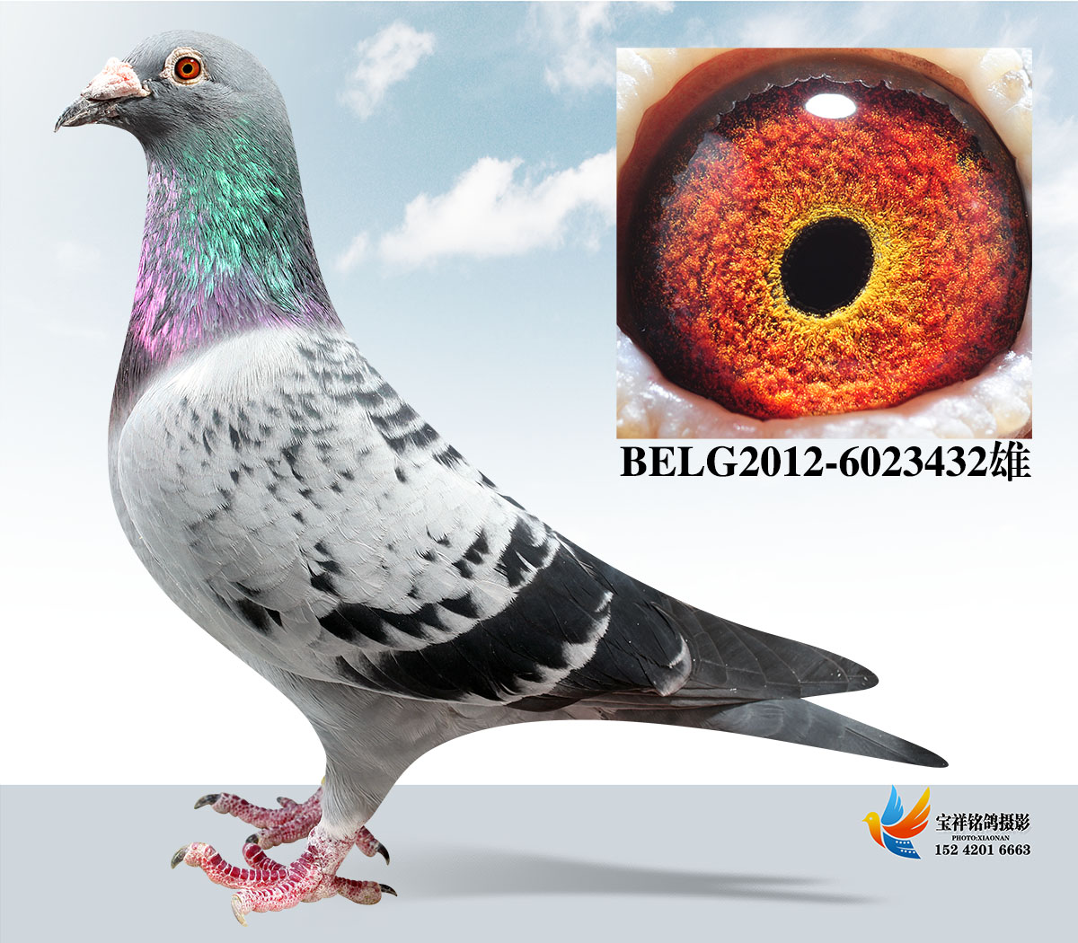奶酪原舍劳拉全弟_北京晶生缘鸽舍_ag188.com爱鸽商城_中国信鸽信息网