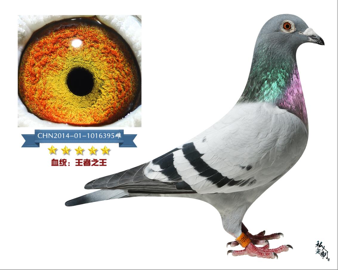 爱亚卡普 王者之王