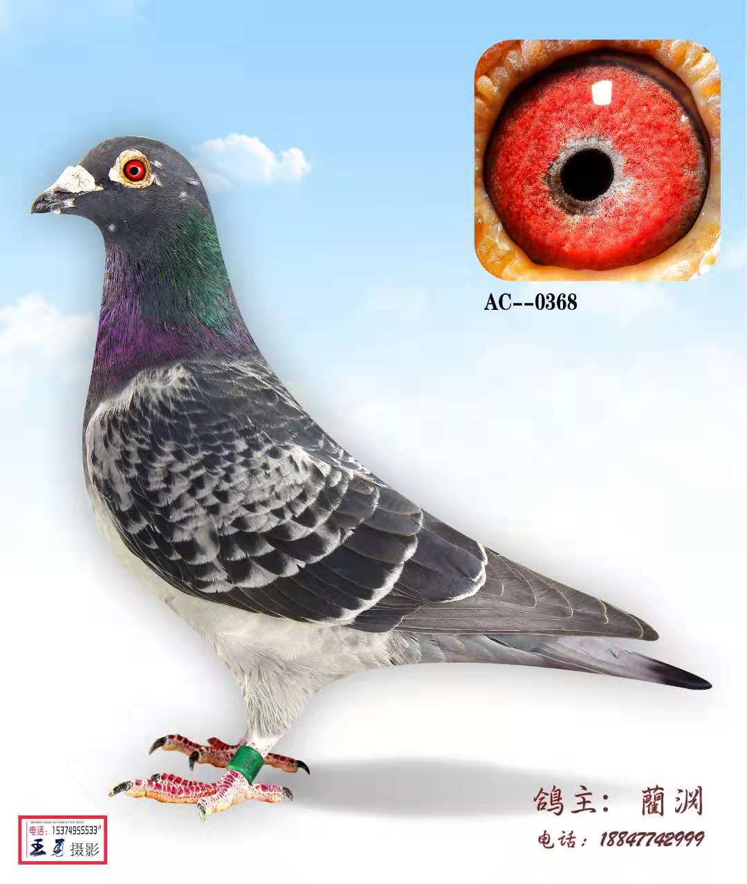 com爱鸽商城_中国信鸽信息网