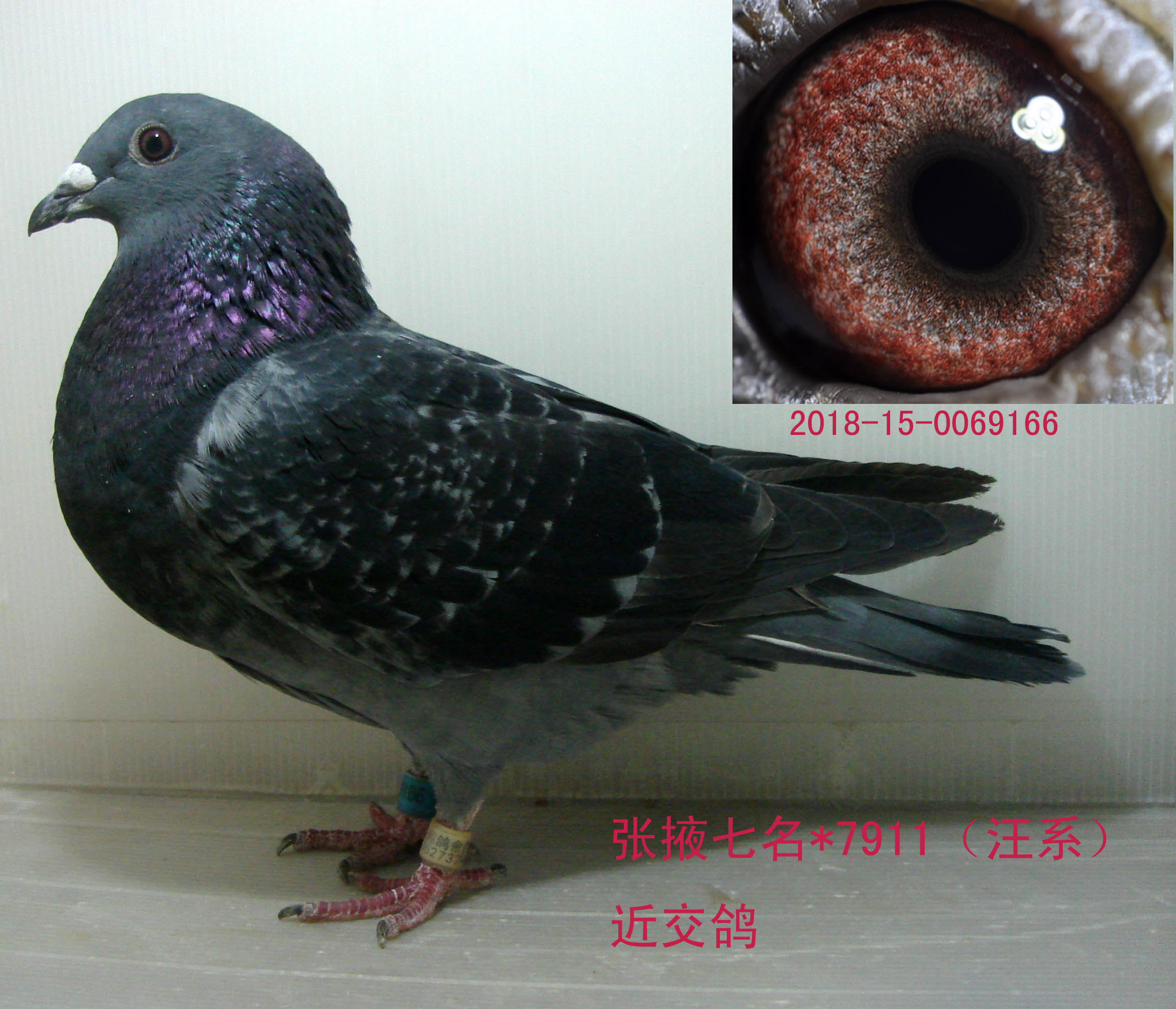 汪系7911张掖7名已售四川简阳