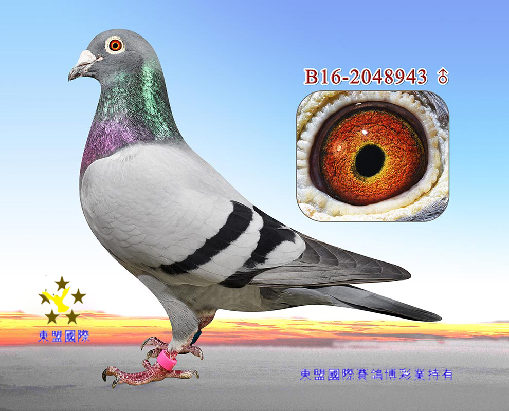 "罗凯·诺恩" - 东盟国际