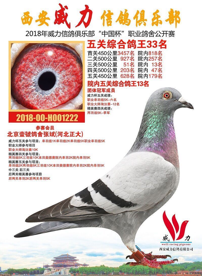 西安威力5关鸽王33名