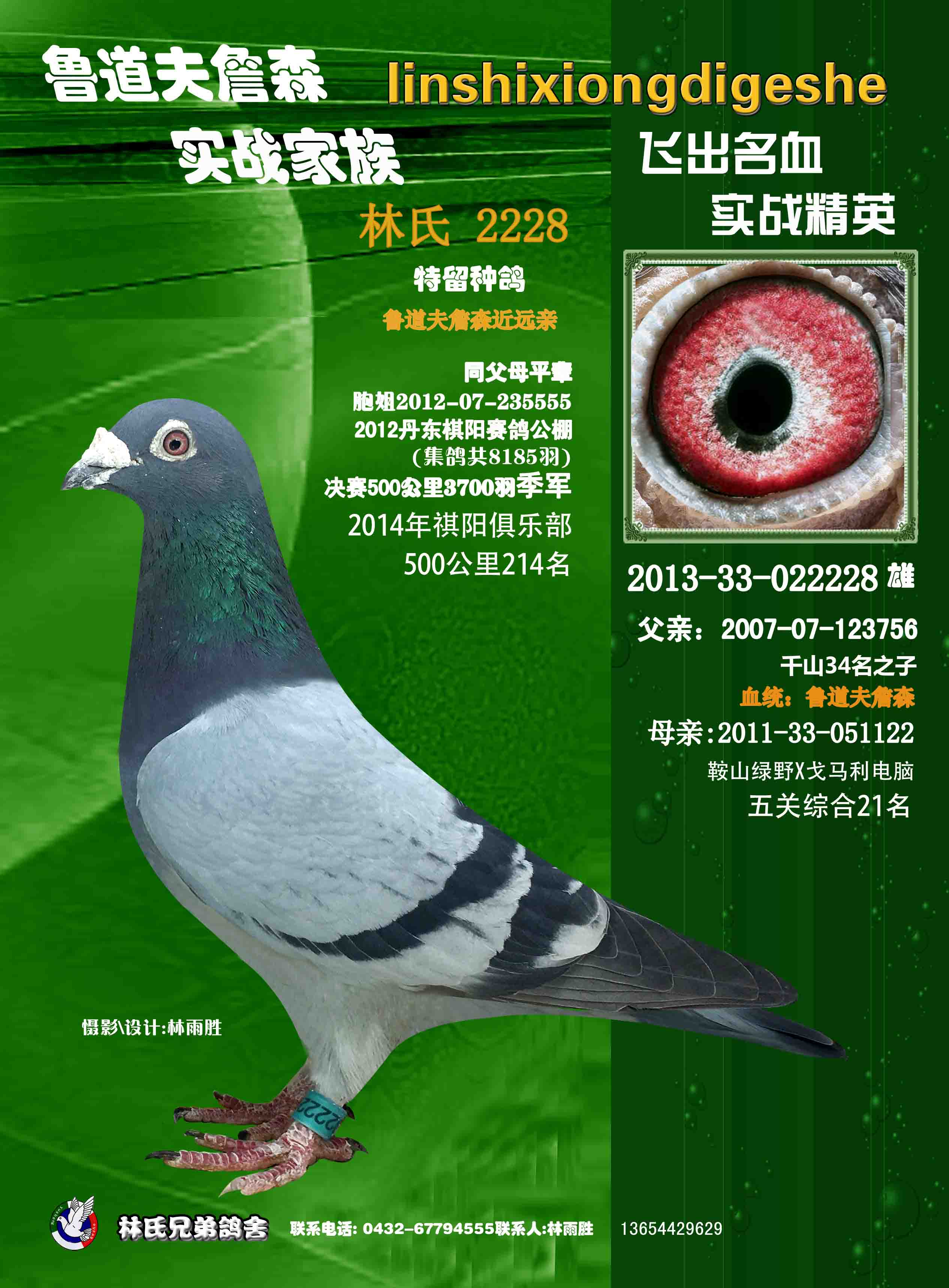 鲁道夫969_吉林林氏赛鸽 _ ag188.com爱鸽商城_中国信鸽信息网