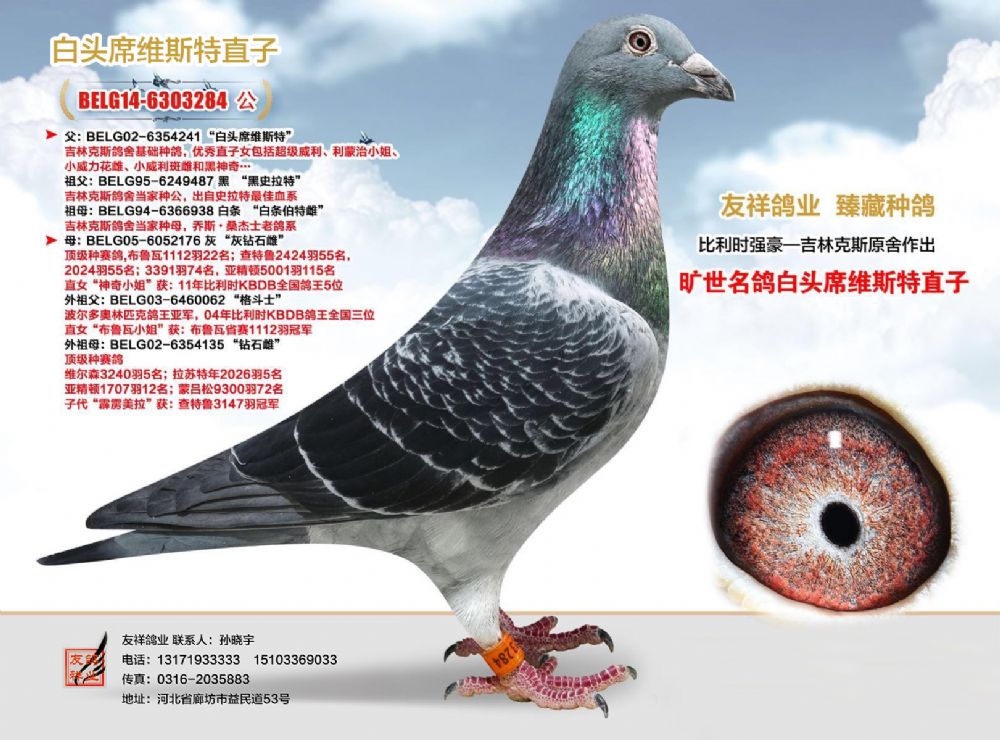 白头席维斯特直子