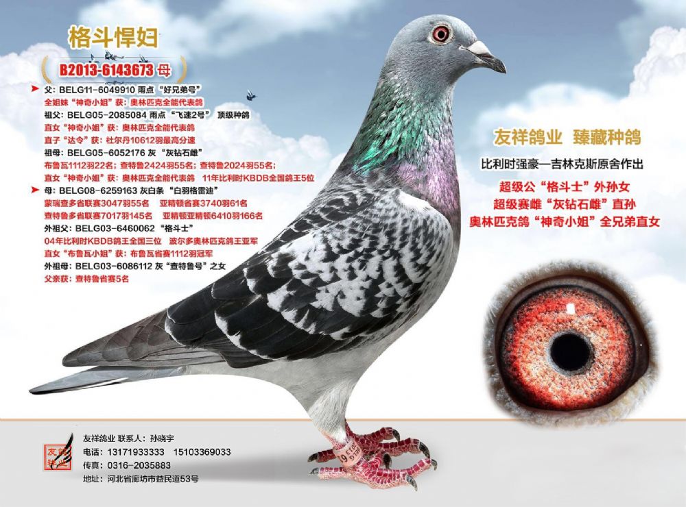 廊坊友祥鸽业 - 中信网铭鸽展厅 www.ag188.com