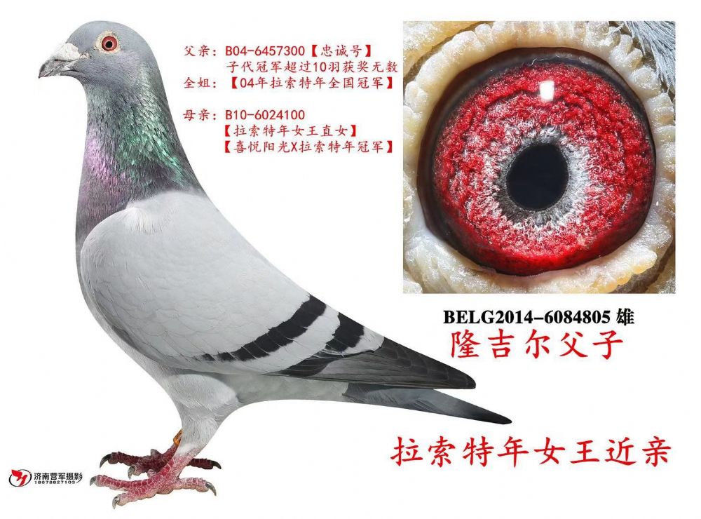 b14-6084805 雄灰 沙眼