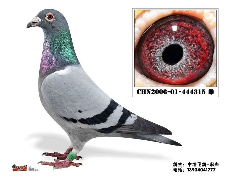 chn2006-01-444315 灰 沙眼 雌