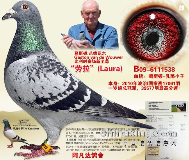 com爱鸽商城_中国信鸽信息网