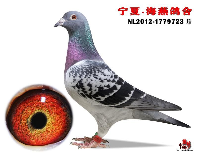 奥尔良冠军直女_宁夏海燕鸽舍-中信网爱鸽商城