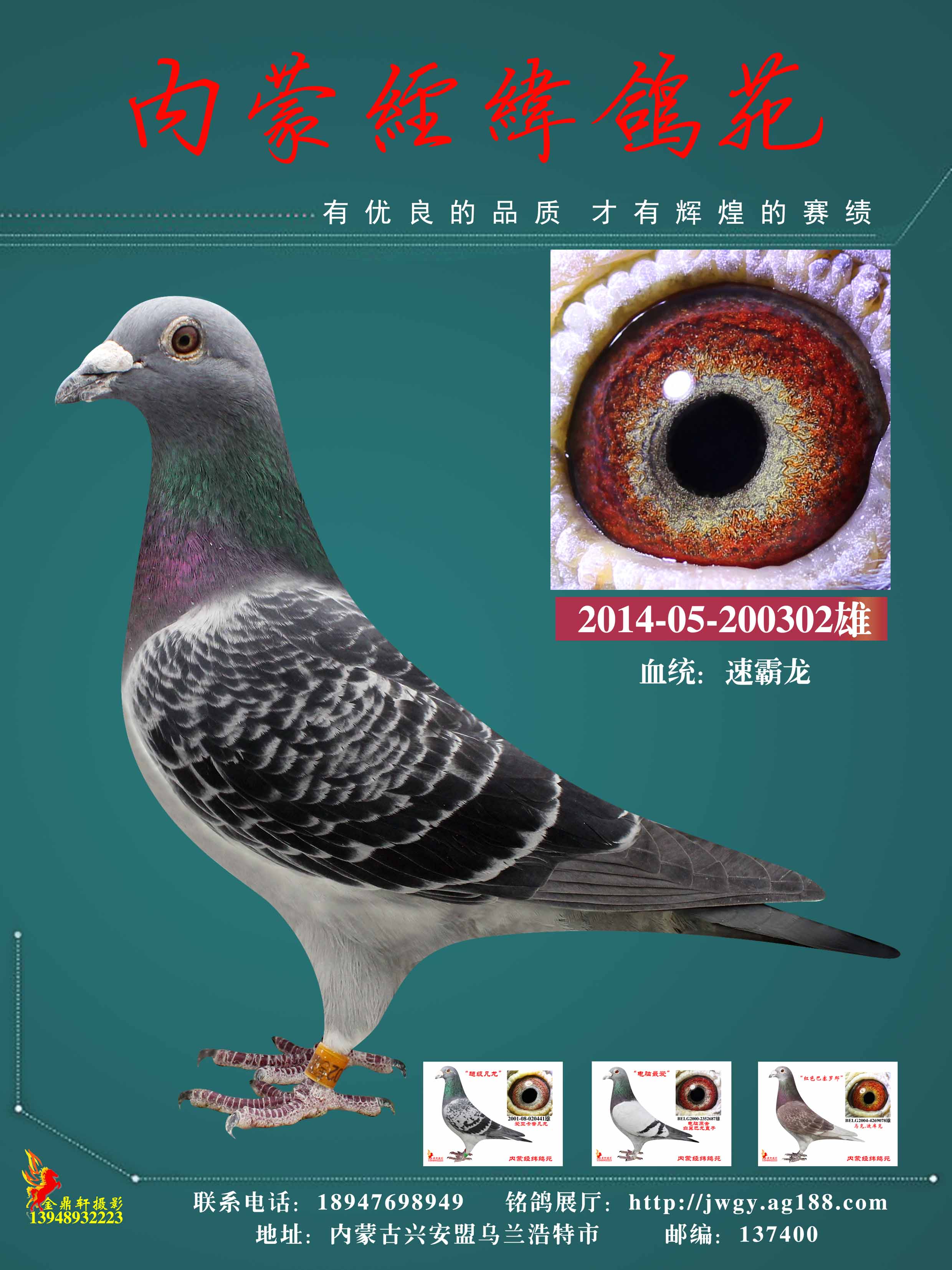 国家赛总冠军302_内蒙经纬鸽苑_ag188.com爱鸽商城_中国信鸽信息网