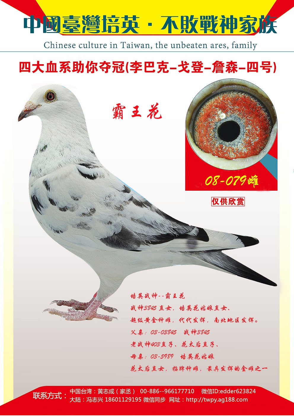 特征                  编 号: 464058                鸽 名: 李巴克