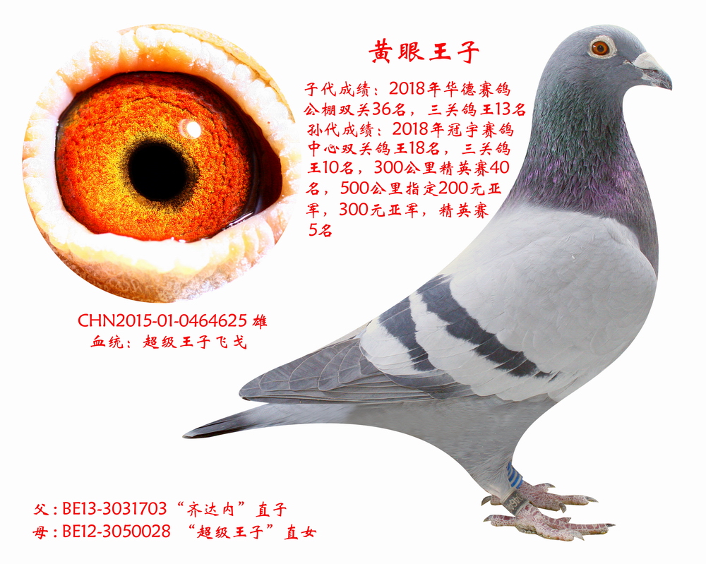 黄眼王子【鸽王之父】