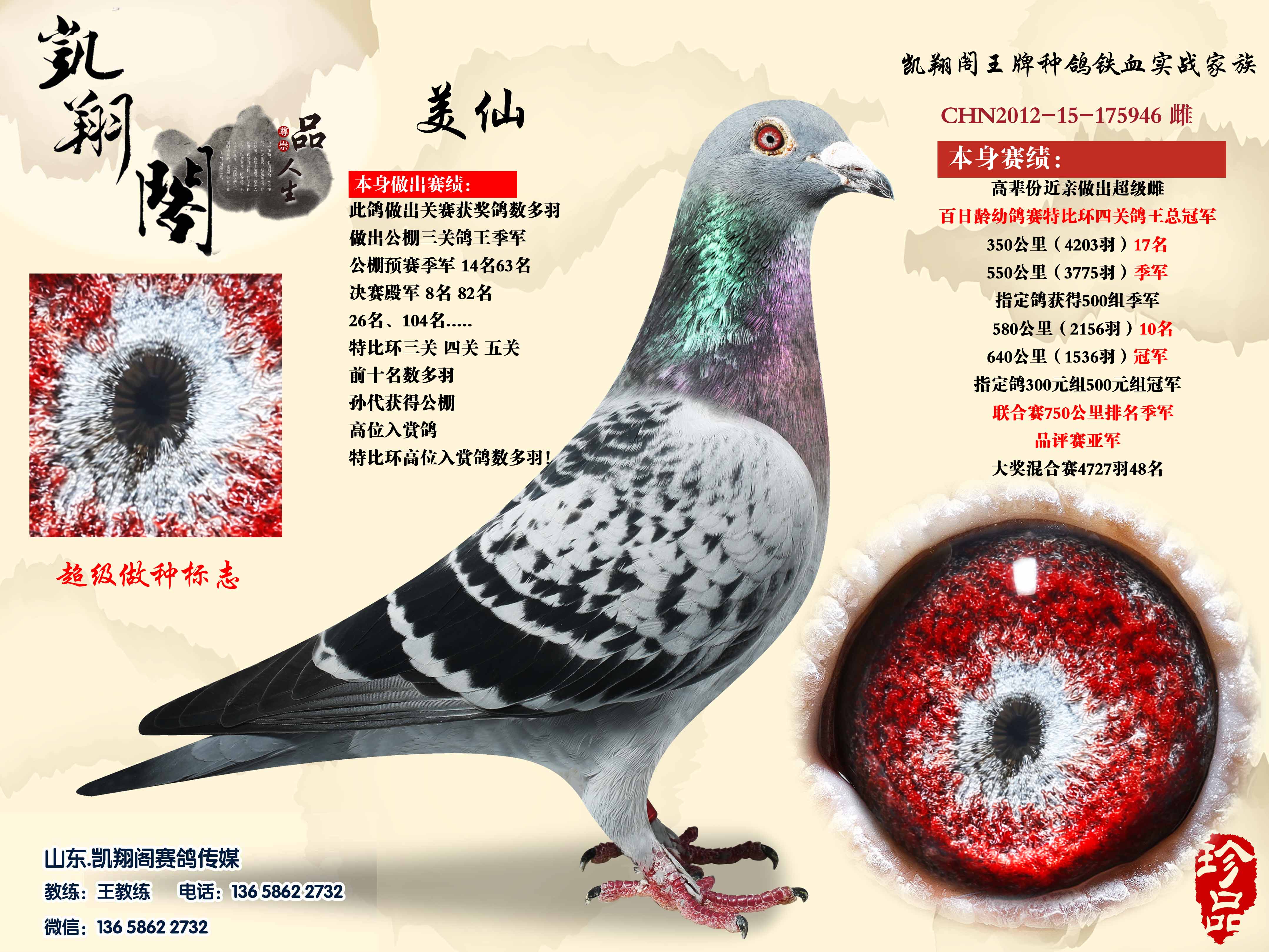 浅斑毛腿_凯翔阁赛鸽传媒_ ag188.com爱鸽商城_中国信鸽信息网