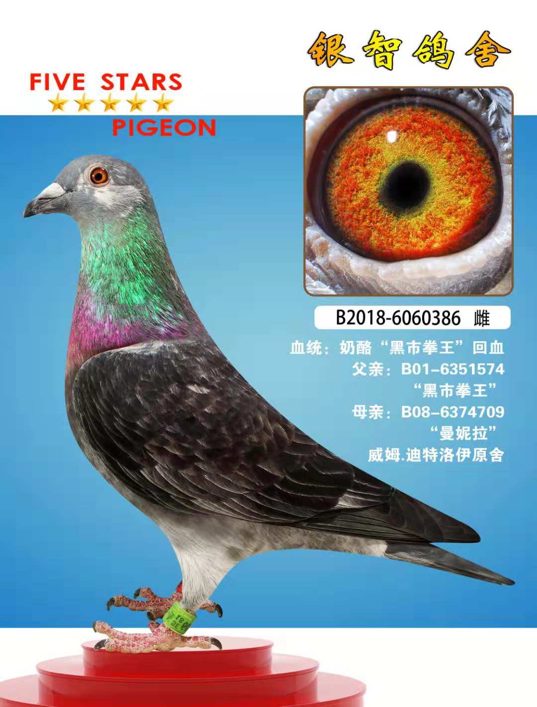 银智鸽舍芬妮卡5000