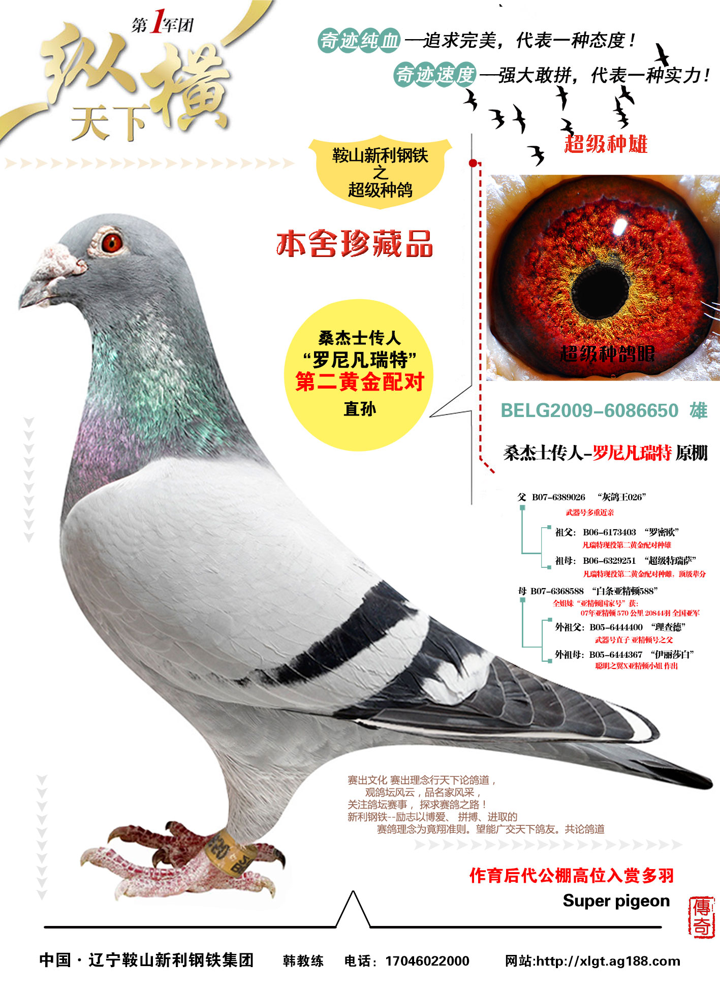 桑杰士传人--凡瑞特原棚(已售)_新利钢铁-中信网爱鸽商城