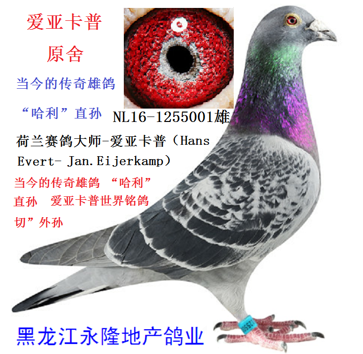 爱亚卡普-原舍."哈利"直孙