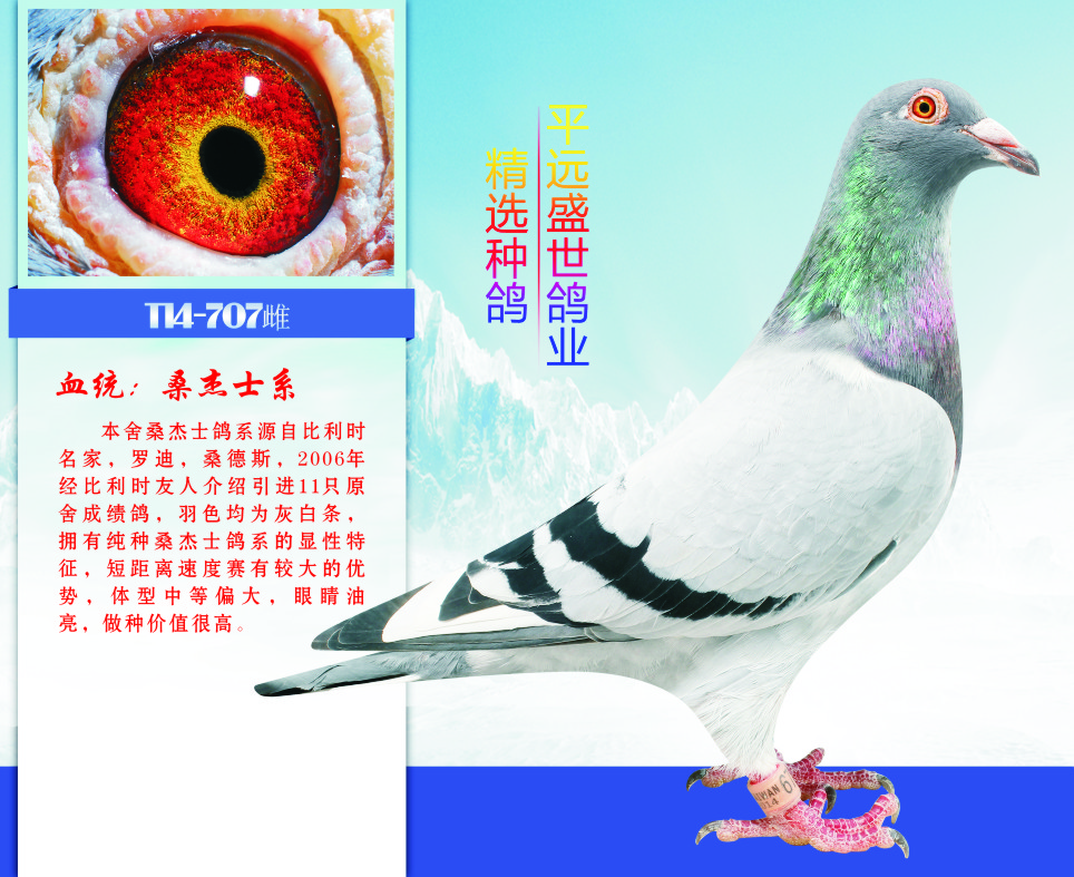 盛世极速桑杰士家族707-平远盛世鸽业-中信网爱鸽商城