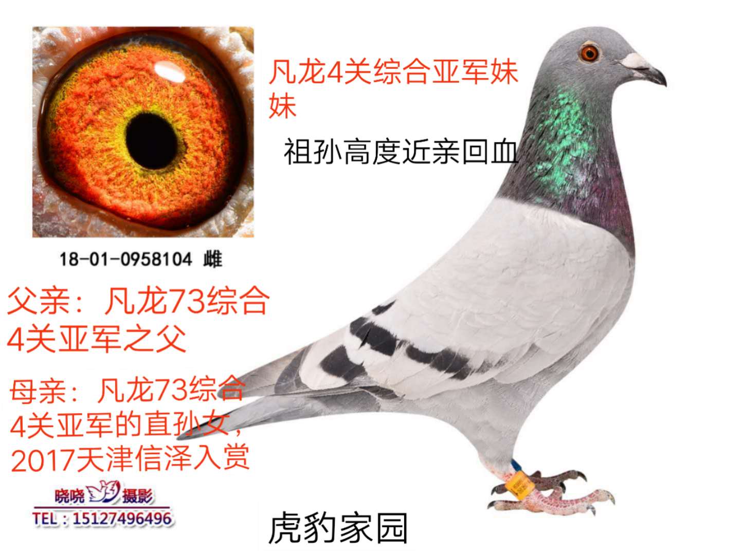 凡龙73综合4关亚军妹妹