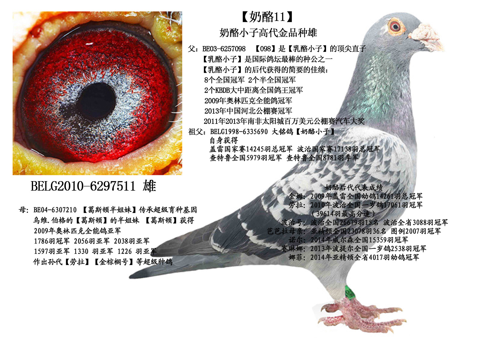 葛斯顿奶酪小子直系奶酪11