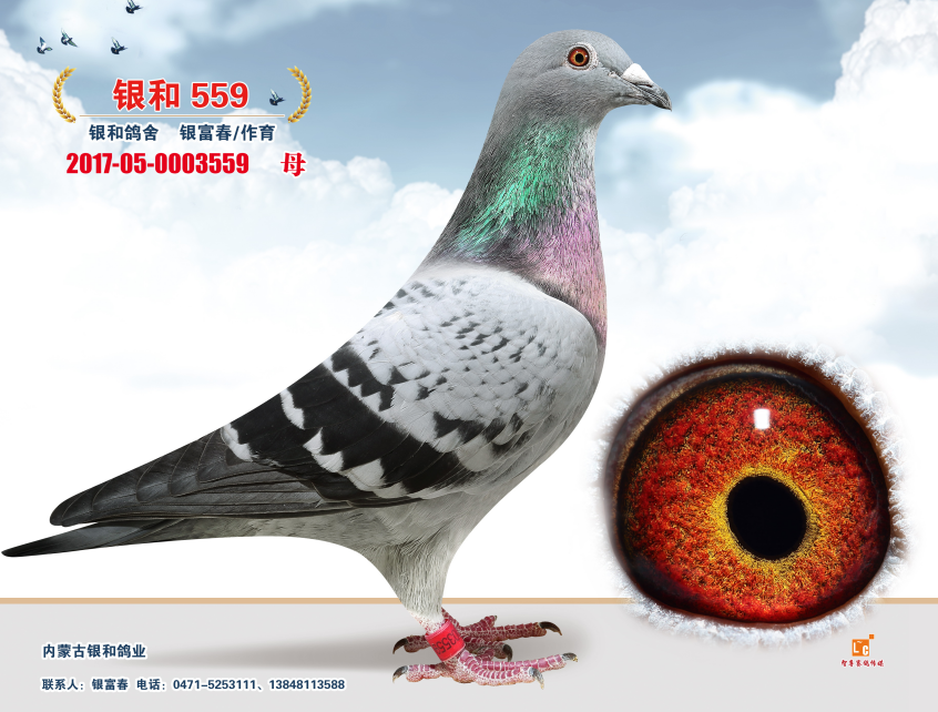 丹尼斯590x金方舟季军妹妹