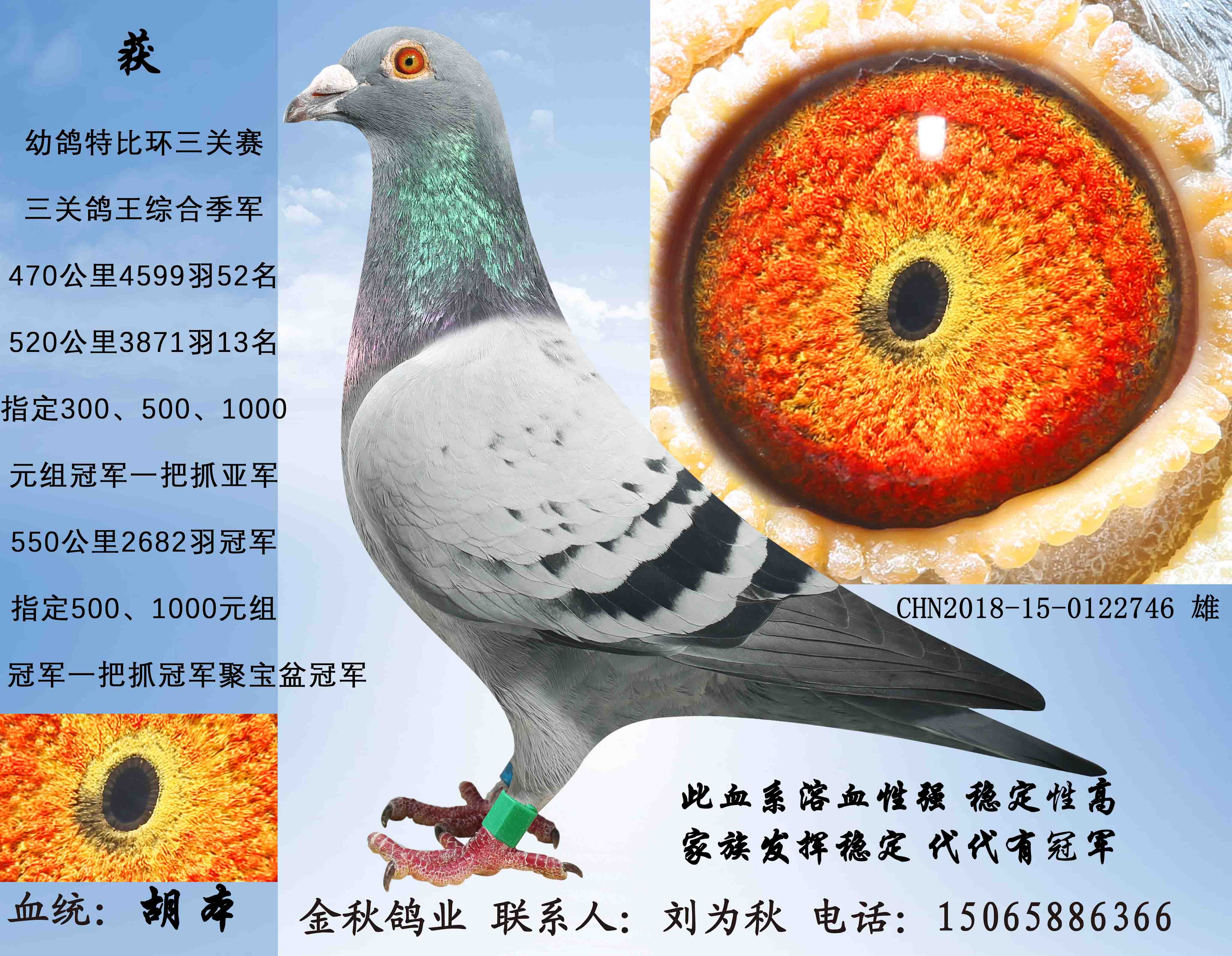 玉眼胡本-金秋鸽业-中信网爱鸽商城