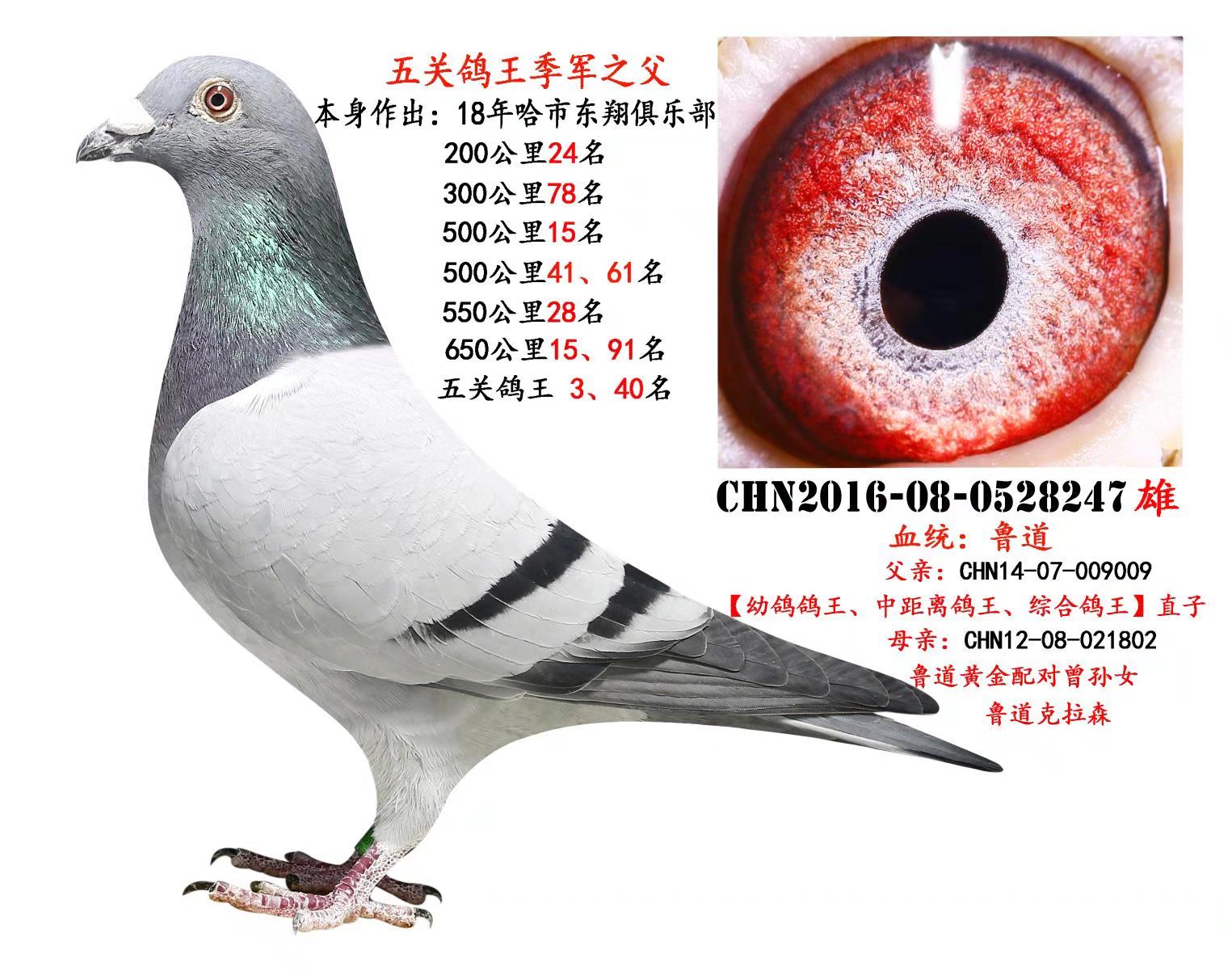 中国伟路鸽业图片