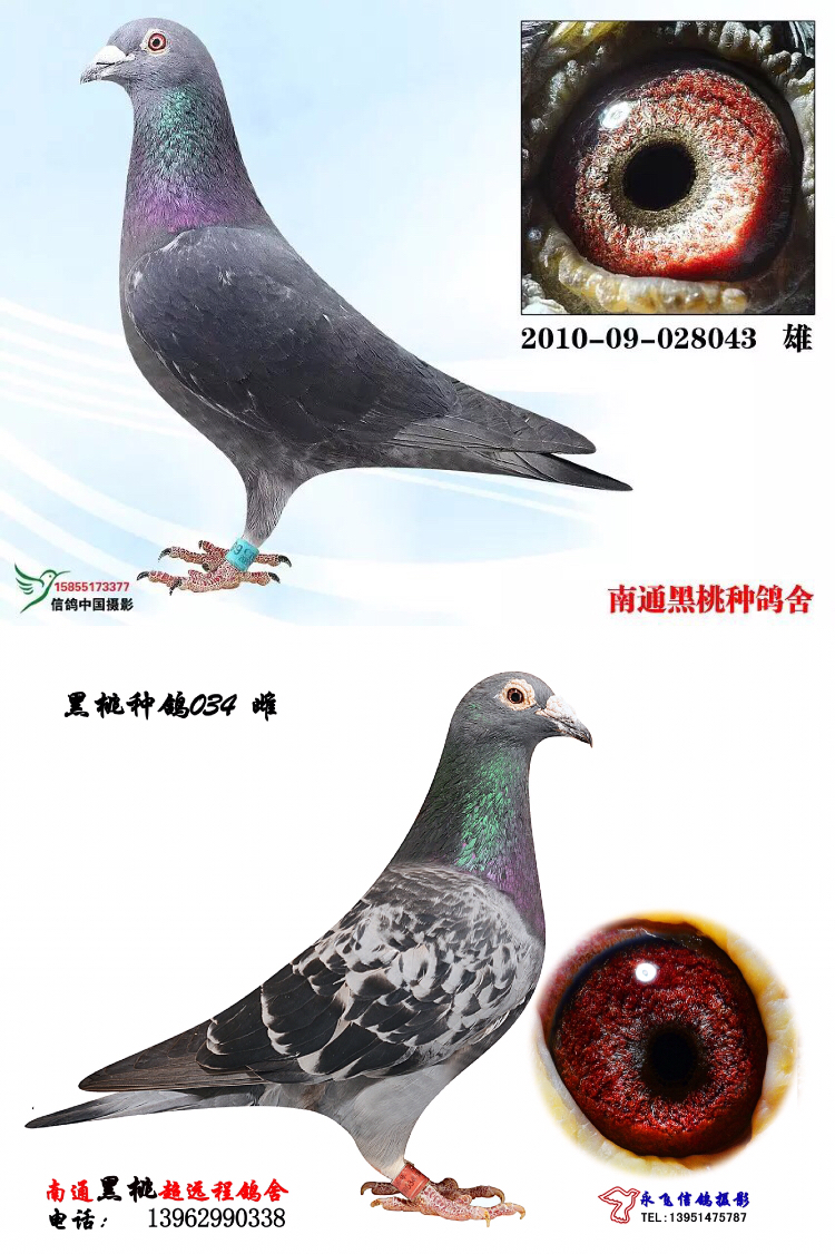 配对五-南通黑桃超远程种鸽舍-中信网爱鸽商城