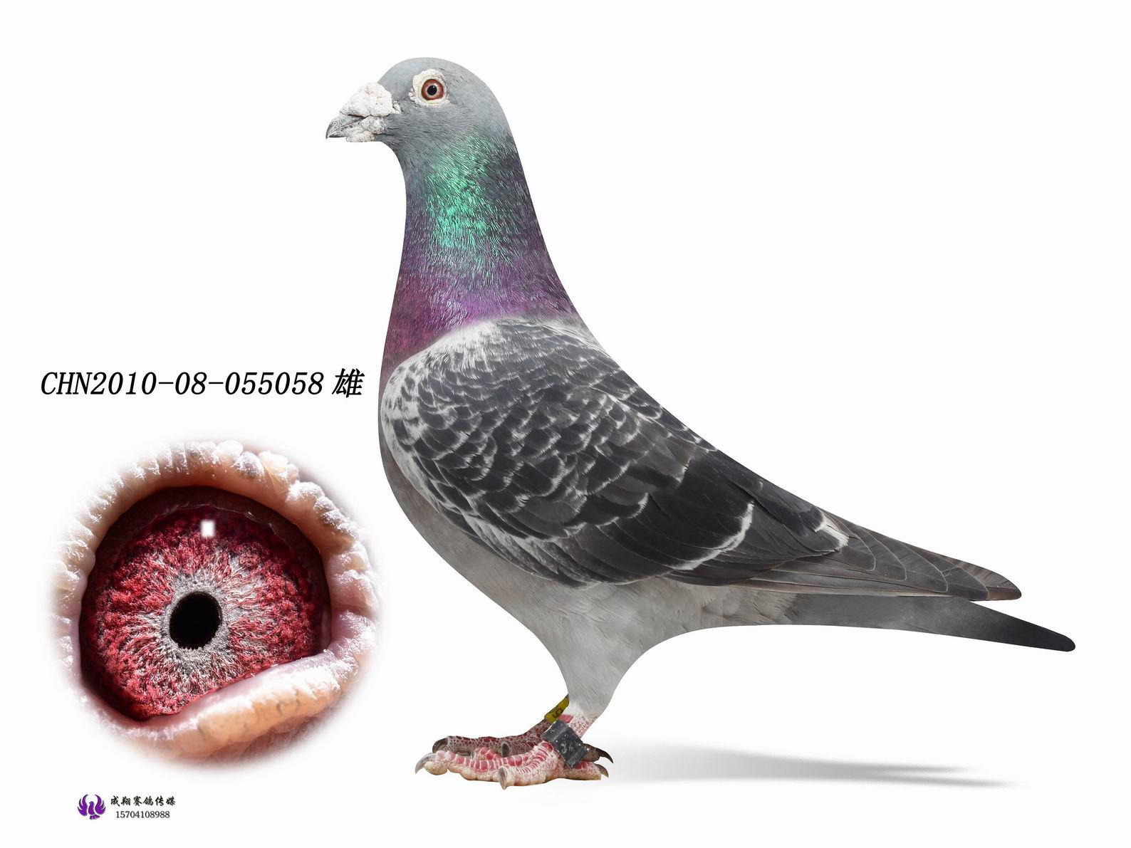 米卫_东北瑞源鸽业_ ag188.com爱鸽商城_中国信鸽信息网