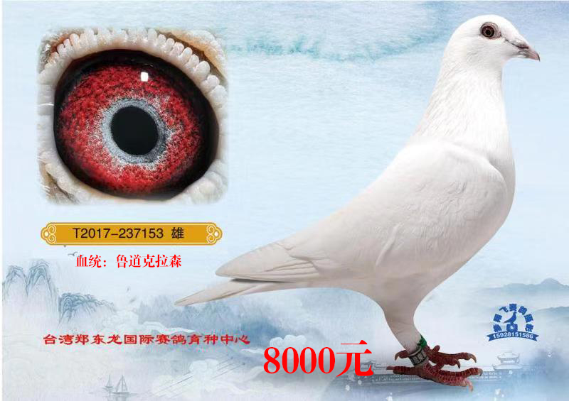 台湾东龙赛鸽育种中心