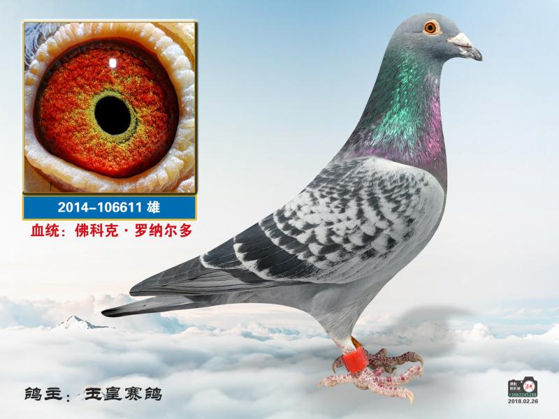 佛科克-罗纳尔多