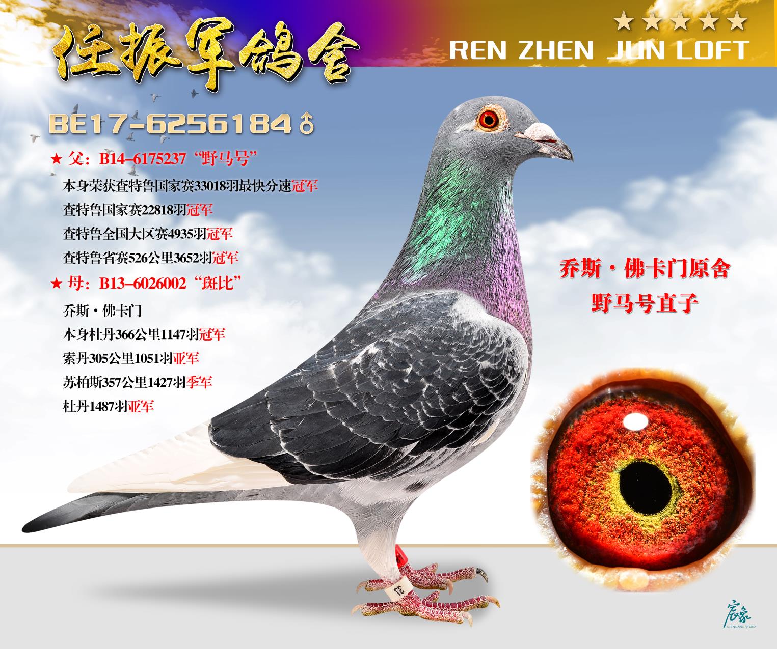 野马直子_北京任振军鸽舍_ag188.com爱鸽商城_中国信鸽信息网