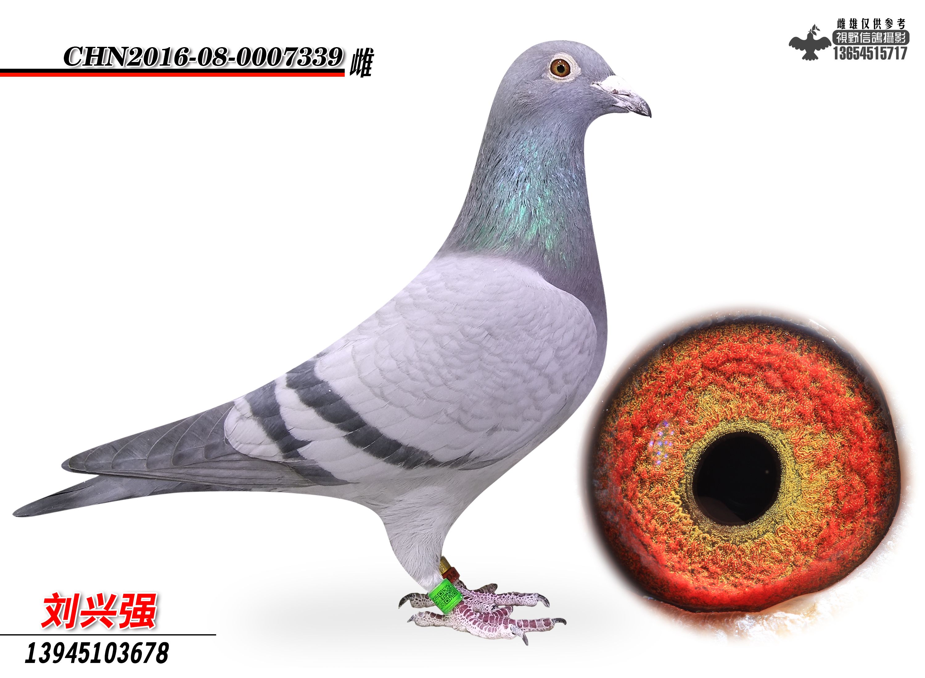 胡本大名宇宙号x胡本大名多拉多