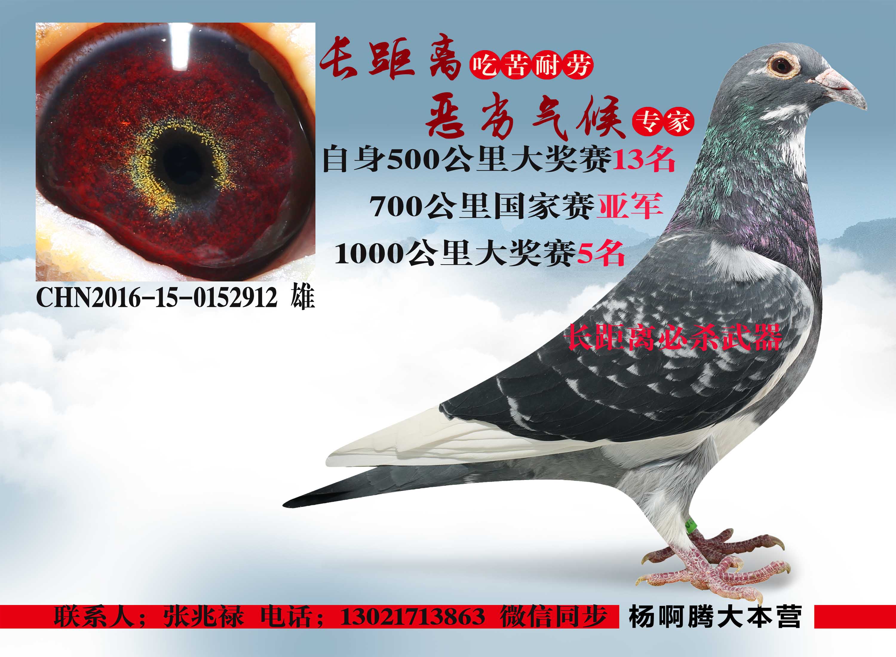 长距离必杀武器_山东翱翔鸽业_ag188.com爱鸽商城_中国信鸽信息网