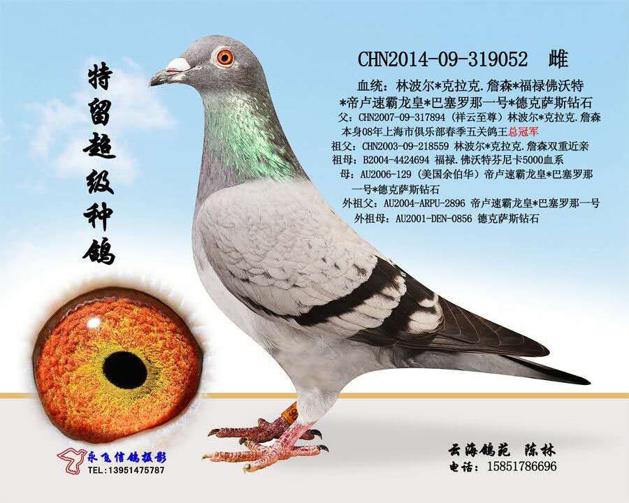 超级种雌_兄弟联盟鸽舍_ag188.com爱鸽商城_中国信鸽信息网