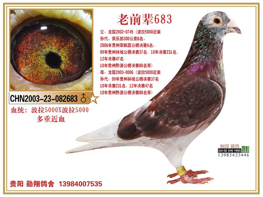 波拉5000超级种公老前辈