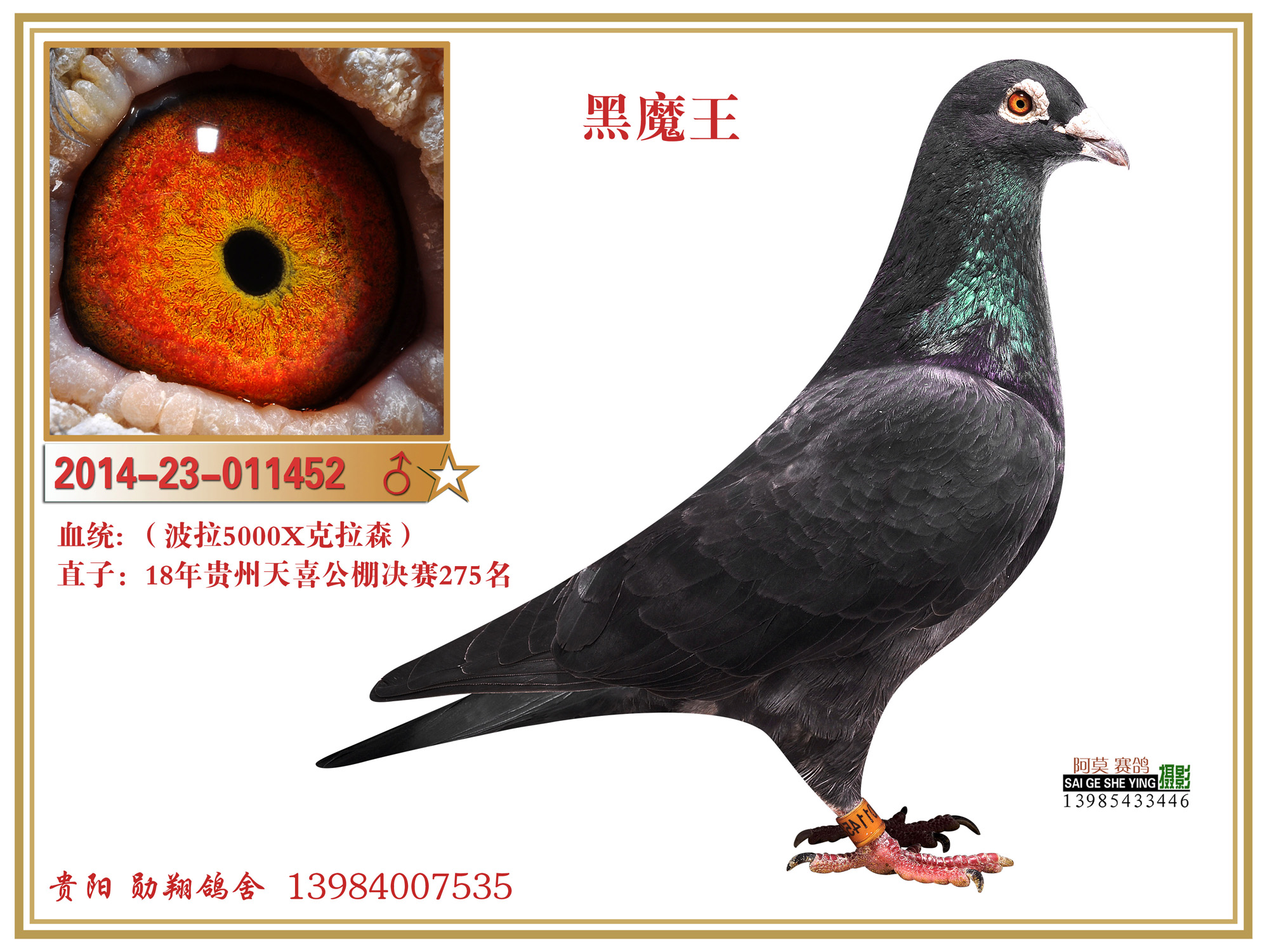 波拉5000"黑魔王"_勋翔鸽舍(波拉传承)-中信网爱鸽商城