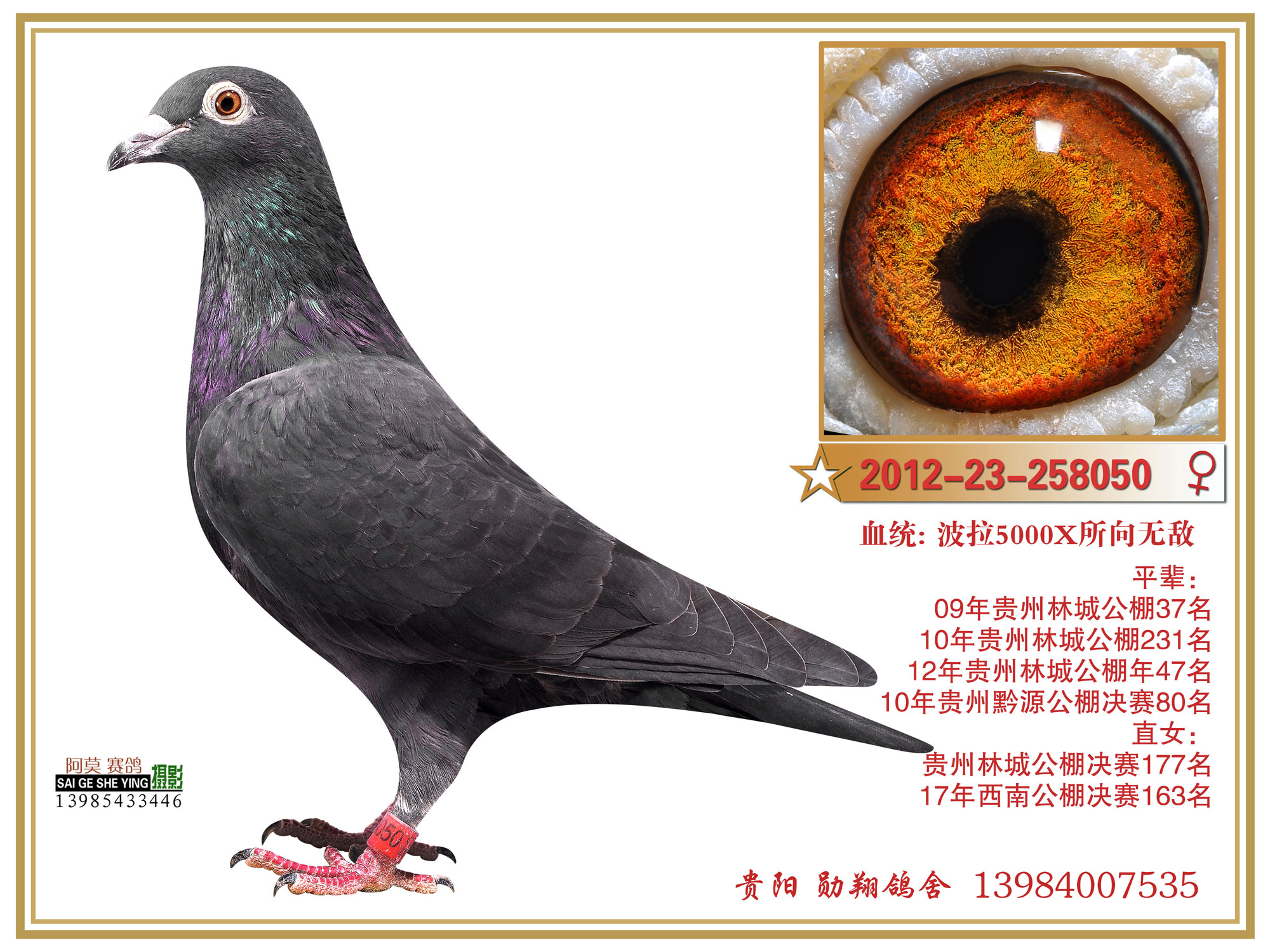 波拉5000配"所向无敌"