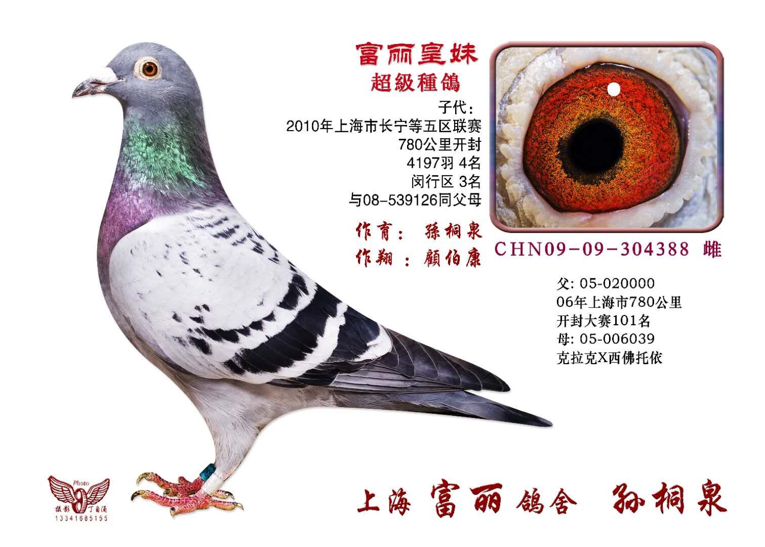 小迪迪孙代种雌_战腾雷鸽业_ag188.com爱鸽商城_中国信鸽信息网