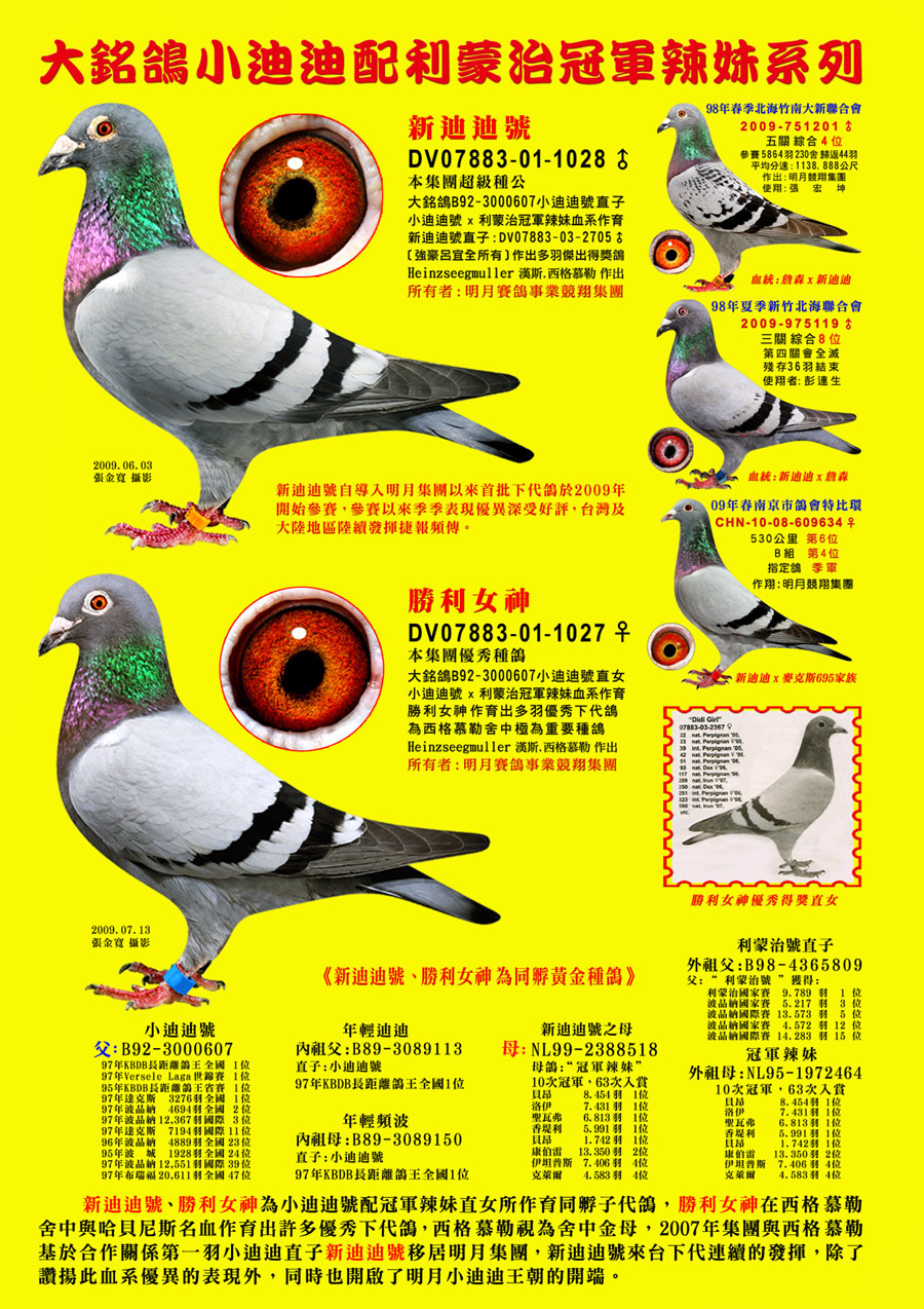 台湾明月集团小迪迪直孙_翔宇信鸽文化传媒-中信网爱鸽商城