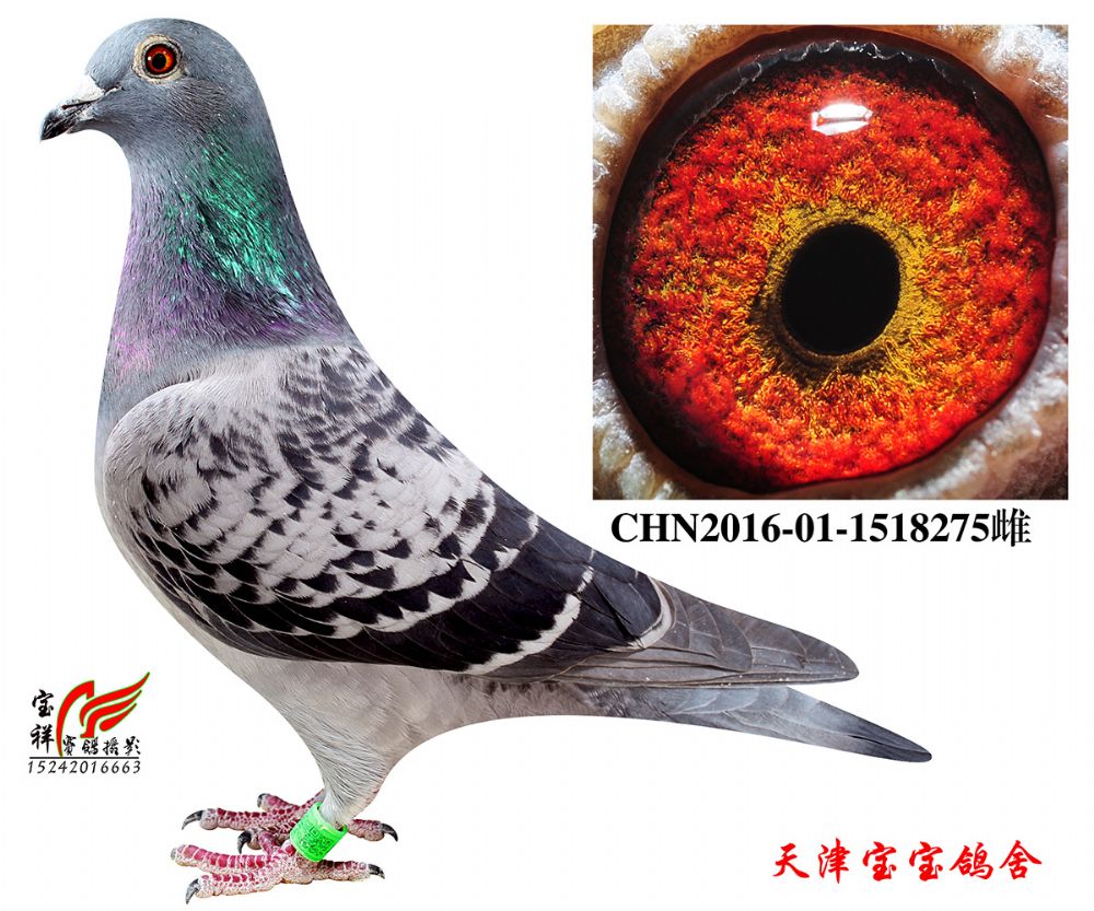 宝宝雌79-chn2016-01-1518275雌-天津宝宝鸽舍-中信网爱鸽商城