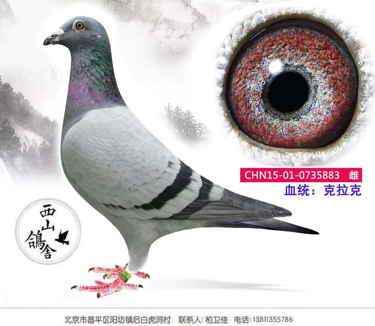 凡戴克第一种雄直子