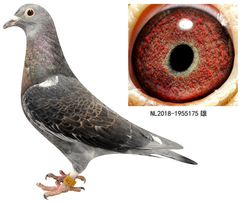 杨阿腾175_山东庆云赵清伟鸽舍_ag188.com爱鸽商城_中国信鸽信息网