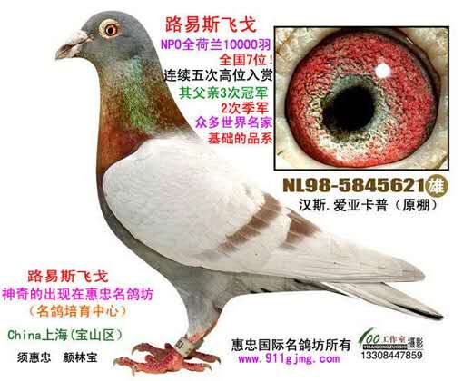 路易斯飞戈_点将台红楼国际鸽业_ ag188.com爱鸽商城_中国信鸽信息网