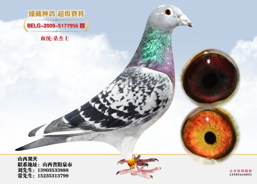 belg-2009-5177956赛绩鸽