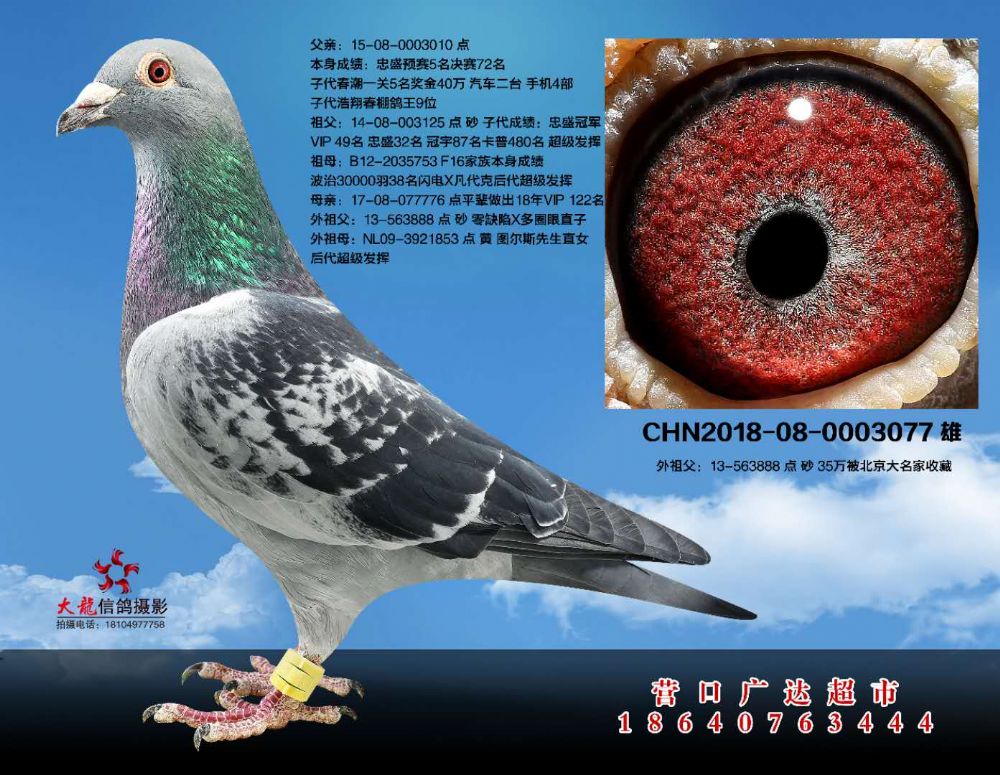 图尔斯@零缺陷_营口广达超市_ ag188.com爱鸽商城_中国信鸽信息网