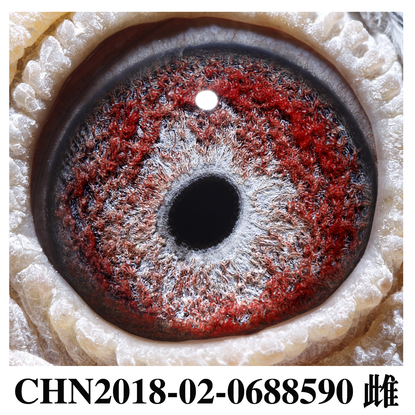开尔决赛146名